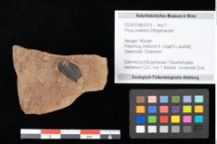 Foto (Objekt + Etikett) von Pinus praelarix Ettingshausen (NHMW-GEO-2024-0188-0313)